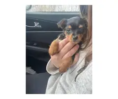 Chorkie puppy need a loving home - 2