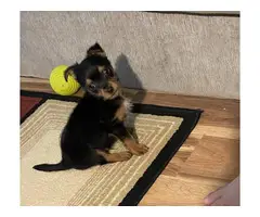 Chorkie puppy need a loving home - 3