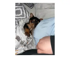 Chorkie puppy need a loving home - 4