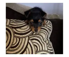 Chorkie puppy need a loving home - 5