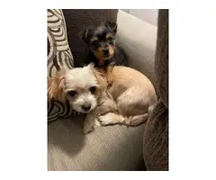 Chorkie puppy need a loving home - 6