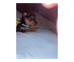 Chorkie puppy need a loving home