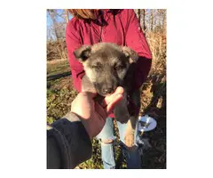 9 German Shepherd puppies for sale
