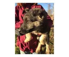 9 German Shepherd puppies for sale - 2