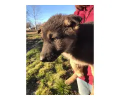 9 German Shepherd puppies for sale - 4