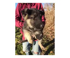 9 German Shepherd puppies for sale - 5