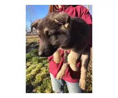 9 German Shepherd puppies for sale - 6