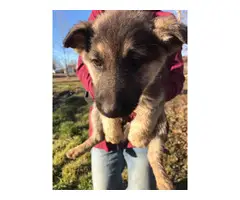 9 German Shepherd puppies for sale - 7