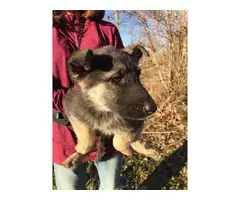 9 German Shepherd puppies for sale - 8