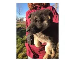 9 German Shepherd puppies for sale - 9