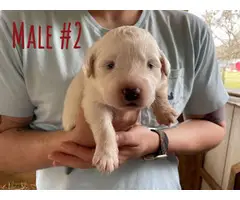 Great Pyrenees puppies - 6