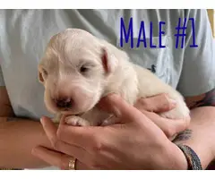 Great Pyrenees puppies - 7
