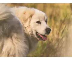 Great Pyrenees puppies - 9