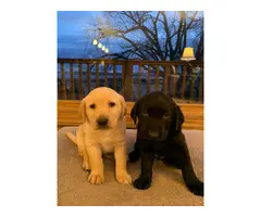 Black and yellow purebred Labrador retriever puppies - 3