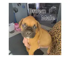 5 male and 3 female boxer puppies