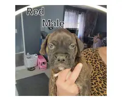 5 male and 3 female boxer puppies - 3