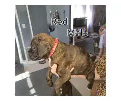 5 male and 3 female boxer puppies - 4
