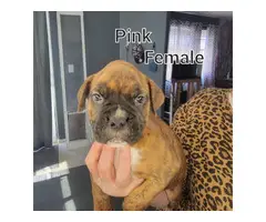 5 male and 3 female boxer puppies - 5
