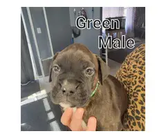 5 male and 3 female boxer puppies - 8