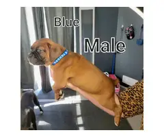 5 male and 3 female boxer puppies - 10