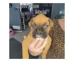 5 male and 3 female boxer puppies - 11