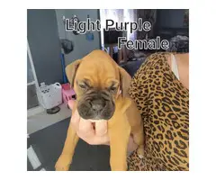 5 male and 3 female boxer puppies - 13