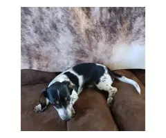 2 dachshund puppies for sale - 2