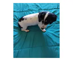 2 dachshund puppies for sale - 4