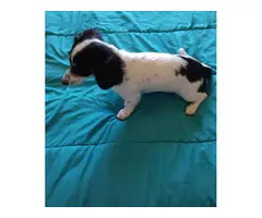 2 dachshund puppies for sale - 5