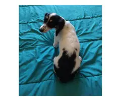 2 dachshund puppies for sale - 7