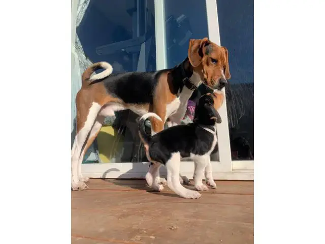 7 Walker coonhound puppies ready for a new home - 1/9