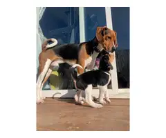 7 Walker coonhound puppies ready for a new home
