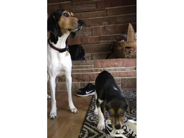 7 Walker coonhound puppies ready for a new home - 2/9