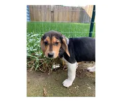 7 Walker coonhound puppies ready for a new home - 3