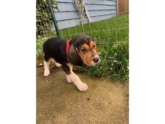 7 Walker coonhound puppies ready for a new home - 4/9