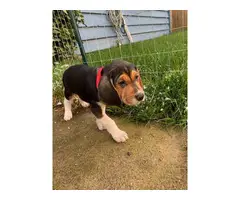 7 Walker coonhound puppies ready for a new home - 4