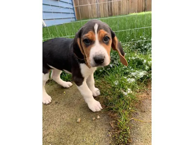 7 Walker coonhound puppies ready for a new home - 5/9