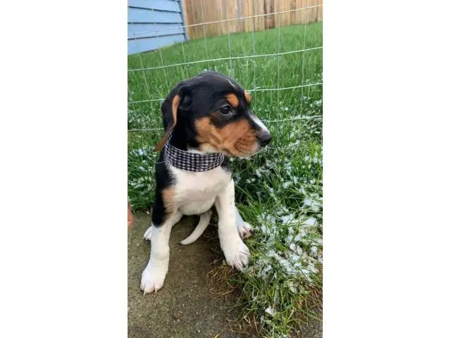 7 Walker coonhound puppies ready for a new home - 7/9