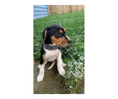 7 Walker coonhound puppies ready for a new home - 7