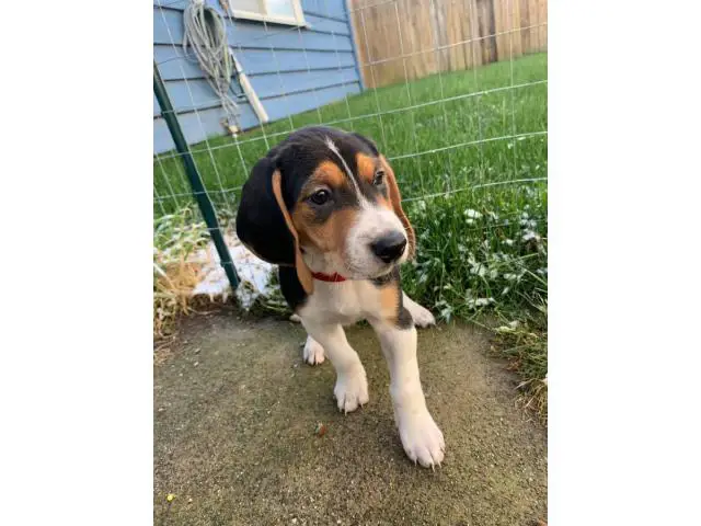 7 Walker coonhound puppies ready for a new home - 8/9