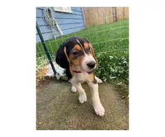7 Walker coonhound puppies ready for a new home - 8