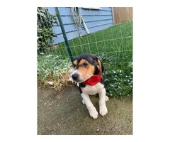 7 Walker coonhound puppies ready for a new home - 9