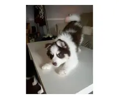 7 weeks old Pomsky puppies for sale - 1