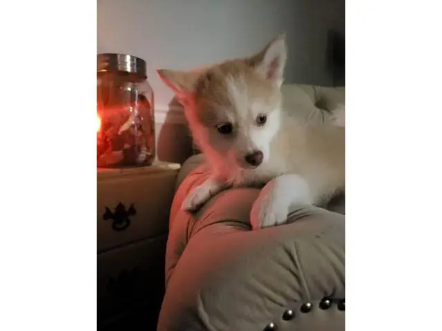 7 weeks old Pomsky puppies for sale - 2/5