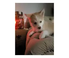 7 weeks old Pomsky puppies for sale - 2