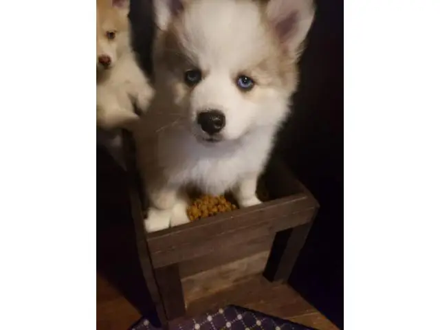 7 weeks old Pomsky puppies for sale - 3/5