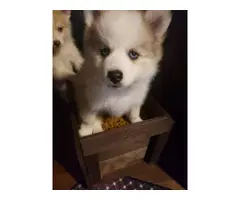 7 weeks old Pomsky puppies for sale - 3