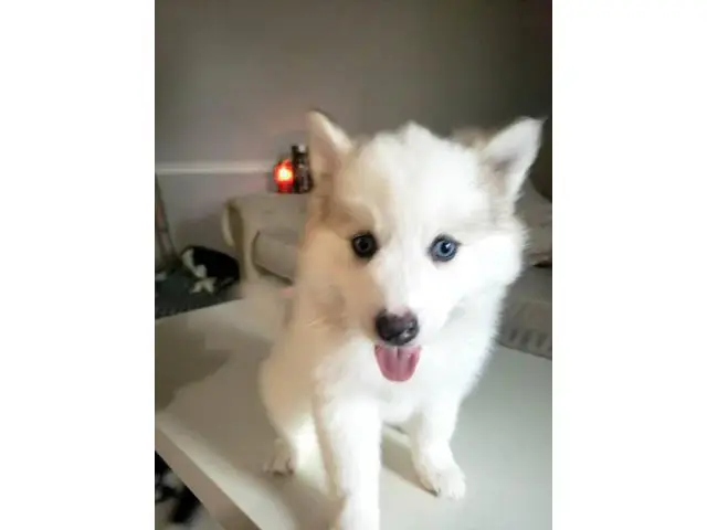 7 weeks old Pomsky puppies for sale - 4/5