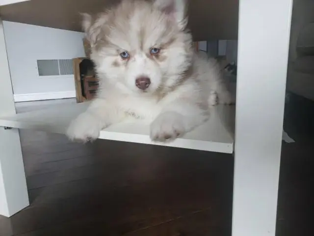 7 weeks old Pomsky puppies for sale - 5/5