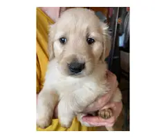 AKC Golden Retrievers